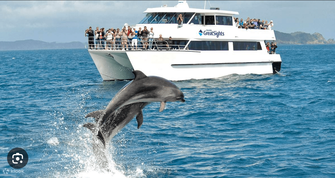 Dolphins jumping beside a tour boat during a dolphin watching cruise in Clearwater Beach.