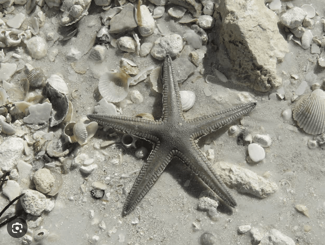 Starfish surrounded by seashells on the sandy shore of Clearwater Beach.